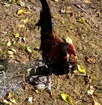 Predám kohútiky MILFLERKY - 5