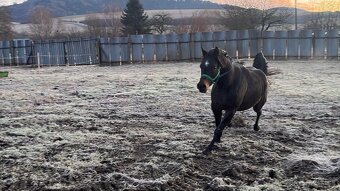 Arabský plnokrvník - 5