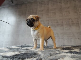 MOPS s PP. - 5