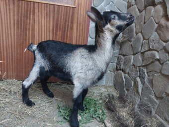 Predám kozľata - 5
