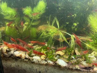 Krevetky Neocaridina Bloody Mary Super - 5