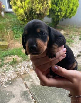 Jazvečík krátkosrstý čierny na predaj🐾 - 5