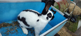 Predám zajacov NOS - 5