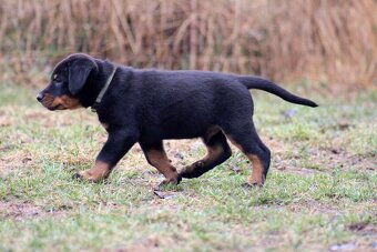Beauceron - francouzský ovčák s PP (FCI) - 5