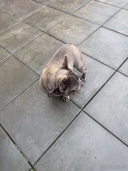 Francúzsky buldocek - 5