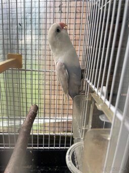 Agapornis fisher - 5