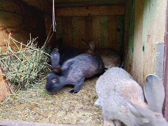 Predám komplet Kralikaren - 5