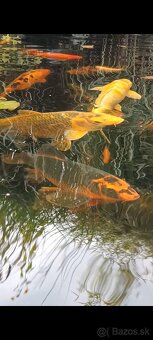 Koi Kapre,podustvy,karasy-koi kapre rezervované - 5