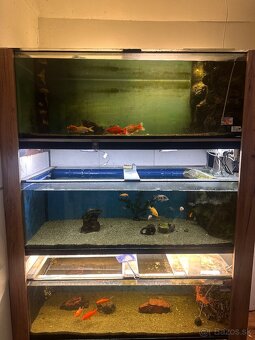 Rozpredam aquaristiku - 5