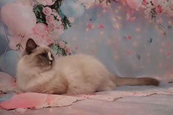 Ragdoll kocúrik s PP - 5