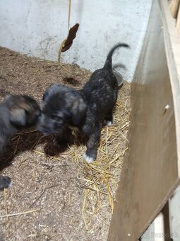 Predám írsky vlkodav - 5