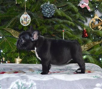 Francúzsky buldoček s PP/French bulldog - 5