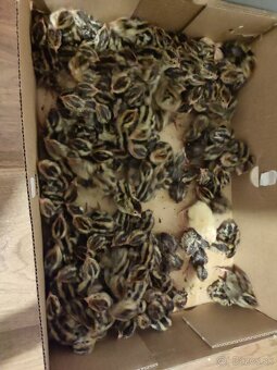 Nasadove vajíčka a konzumne - 5