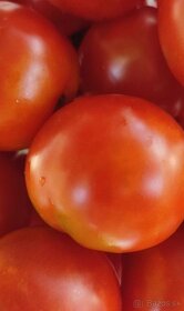 Predaj domácich semienok paradajky - 5