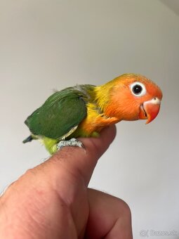 AGAPORNIS FISHER Maznačik-krotký - 5