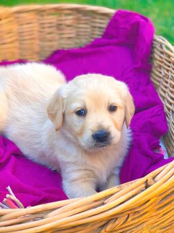 Zlatý retriever - 5