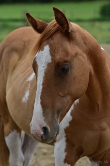 American Paint Horse - 5