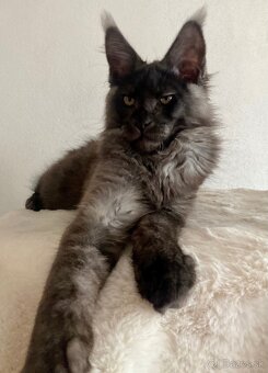 Mainská mývalia , Maine Coon , MCO s PP - 5