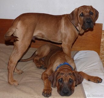 Tosa inu - nádherní pejsci k odběru - 5