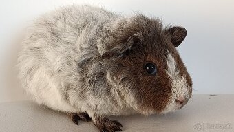 Morské prasiatka - 5