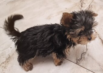 Yorkshírsky terier - 5