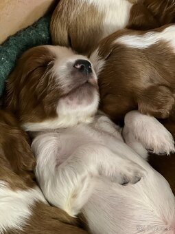 welsh springer spaniel s PP - 5