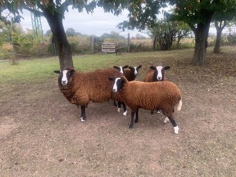 Zwartbles - ovce - 5