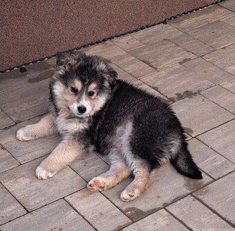 Darujem hrave šteniatka - 5