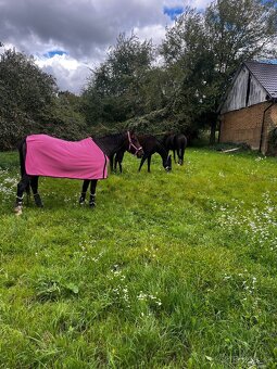 Boxové ustajnenie koní - 5