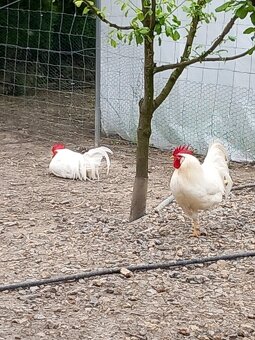 Leghorn kurčatá - 5