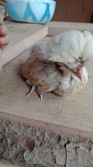 Kuriatka paduankyj v Ťavej farbe. Okrasna hydina .7tyzdnove - 5