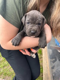 Cane Corso šteniatka bez PP - 5
