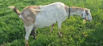 Predám kozičku a capka geneticky bezrohé - 5