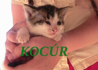 Darujem mačiatka 3 mačičky 1 kocúrik - 5