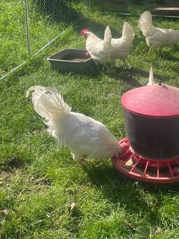 Kohút na predaj - 5