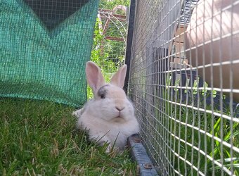 Zakrsly Kastrovany Zajacik (samcek) - 5