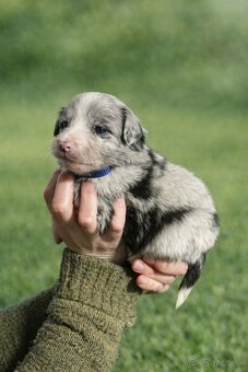 Šteniatka Border kolia - 5