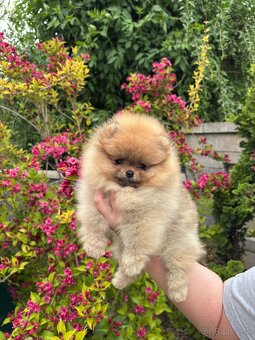 Pomeranian s rodokmeňom FCI - 5