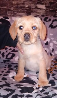 Kokeršpaniel x jazvečík - 5