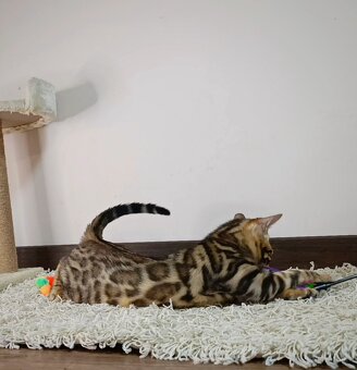 Bengálska mačka na predaj - 5