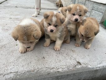 Akita inu šteniatka - 5