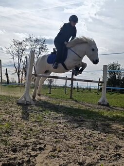 Poník na prenájom - 5