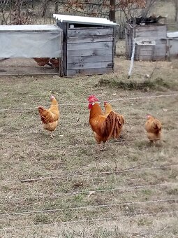 Vlašky žlté NV - 5