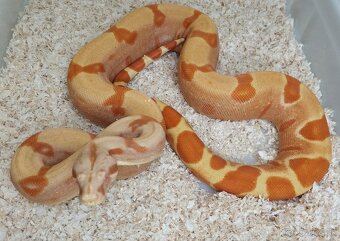 Boa imperator - Purple Sharp Sunglow Aztec, Sharp Sunglow - 5
