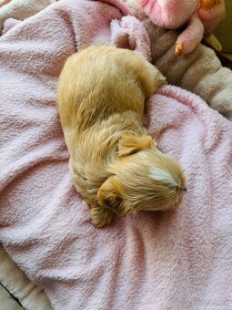 Golddust Yorkshire Terrier, Yorskshire s PP, Jork - 5