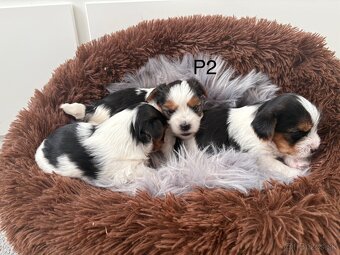 Biewer Yorkshire Terrier - 5