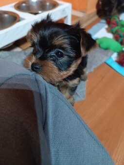 Yorkshirsky teriér - 5