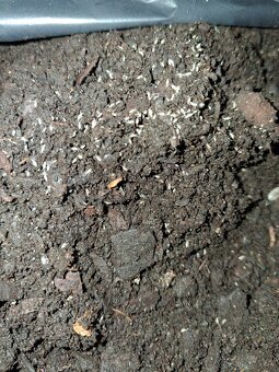 Pagekony riasnaté - 5