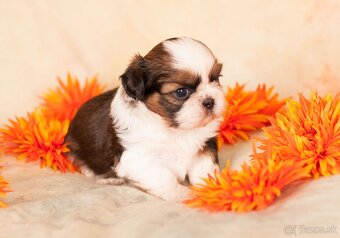 Shih-Tzu štěniatka (shi tzu, si-tzu, shitzu, si-cu) - 5