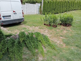 Tuja Smaragd, vavrínovec, červienka - ROŽŇAVA - 5